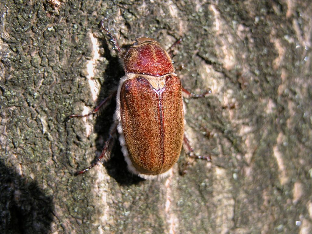 Melolonthidae: Anoxia villosa, femmina